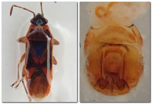 Arocatus longiceps